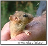 Dormouse - Photo  Copyright 2003 Gary Bradley