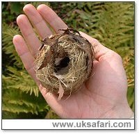 Dormouse Nest - Photo  Copyright 2003 Gary Bradley