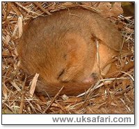 Hibernating Dormouse - Photo  Copyright 2002 Gary Bradley