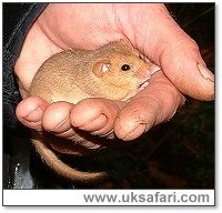 Dormouse Photo - Photo  Copyright 2003 Gary Bradley