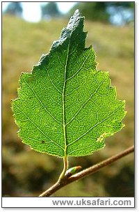 Downy Birch Tree Leaf - Photo © Copyright 2003 Gary Bradley