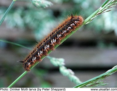 Drinker Moths - Philudoria potatoria - UK Safari