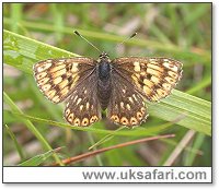 Duke of Burgundy Fritillary - Photo Copyright 2004 Stev