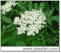 Elder tree flowers - Photo  Copyright 2006 G. Bradley