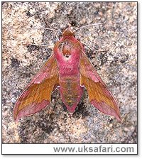 Small Elephant Hawk-Moth - Photo  Copyright 2004 Steve Botham