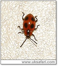 False Ladybird - Photo  Copyright 2005 Gary Bradley