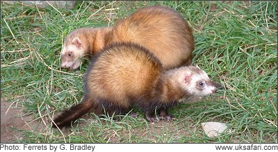 Ferrets - Mustela putorius furo - UK Safari