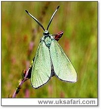Forester Moth - Photo © Copyright 2003 Steve Botham