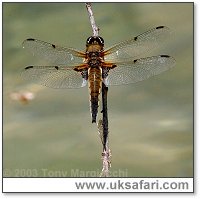 Four-Spotted Chaser - Photo  Copyright 2003 Tony Margiocchi