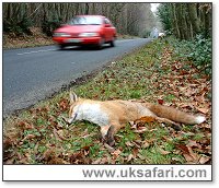 Fox killed in traffic acident - Photo  Copyright 2003 Gary Bradley