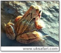 Back of a Frog - Photo  Copyright 2000 Gary Bradley