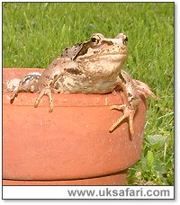 Frog in a Pot - Photo  Copyright 2004 Gary Bradley