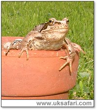 Frog in a Pot - Photo © Copyright 2004 Gary Bradley