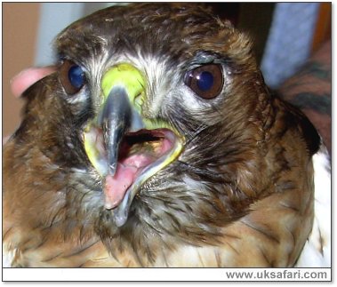 Redtail Hawk suffering from frounce - Photo  Copyright 2007 Andy Meads