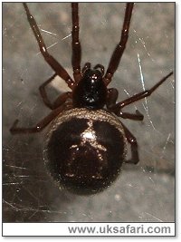 False Widow - Photo  Copyright 2005 Neil Bunting