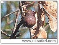 Marble Gall - Photo  Copyright 2000 G. Bradley