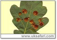 Spangle galls - Photo  Copyright 2003 G. Bradley