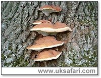 Ganoderma - Photo  Copyright 2003 Gary Bradley