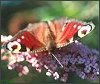 Peacock butterfly on budleia