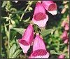 Foxgloves