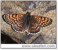 Glanville Fritillary - Photo  Copyright 2005 Janine Martin