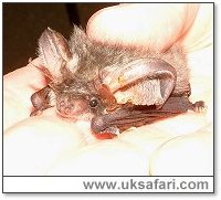 Grey Long-Eared Bat - Photo  Copyright 2006 Gary Bradley