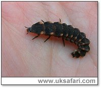 Glow-Worm Larva - Photo  Copyright 2005 Gary Bradley