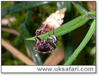 Glow-Worm, Forest of Dean - Photo  Copyright 2004 Stuart Morris