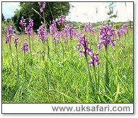 Green-Winged Orchids - Photo  Copyright 2003 Gary Bradley