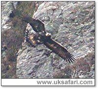 Golden Eagle (West Coast of Scotland) - Photo  Copyright 2006 Steve Botham: s.botham@ntlworld.com