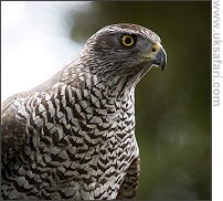 Goshawk - Photo  Copyright 2007 Mark Simms