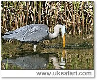 Heron Fishing - Photo  Copyright 2005 Kelvin Dean