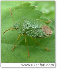 Green Shield Bug - Photo  Copyright 2004 Gary Bradley