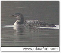 Great Northern Diver - Photo  Copyright 2005 Steve Botham