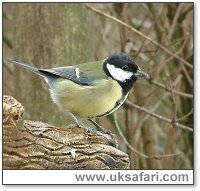 Great Tit - Photo  Copyright 2004 Gary Bradley