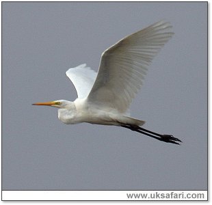 Great White Egret - Photo  Copyright 2006 Dean Eades