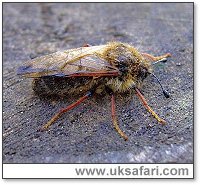 Hawthorn Sawfly - Photo  Copyright 2005 Dean Stables