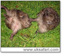 Hedgehogs Self-Anointing - Photo  Copyright 2002 - Janis Dean - Fylde Hedgehog Rescue