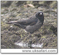 Hybrid Hooded Crow - Photo  Copyright 2005 Steve Botham