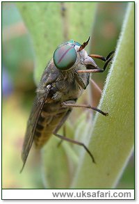 Horse Fly - Photo  Copyright 2003 Gary Bradley