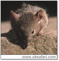 House Mouse - Photo  Copyright 2001 Gary Bradley