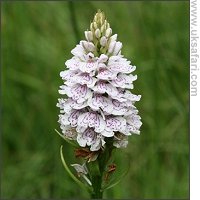 Heath Spotted Orchid - Photo  Copyright 2007 Lucinda Manouch