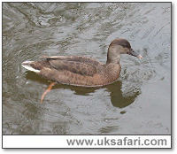 Hybrid Pochard - Photo  Copyright 2005 Steve Botham