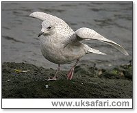 Iceland Gull - Photo  Copyright 2005 Dean Eades