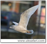 Iceland Gull - Photo  Copyright 2005 Dean Eades