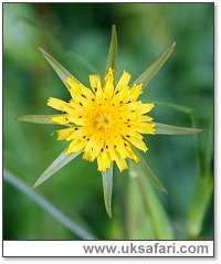 Goat's Beard - Photo  Copyright 2007 Joy Travisano