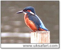 Kingfisher - Photo  Copyright 2003 Steve Botham