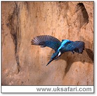 Kingfisher leaving its nest burrow - Photo  Copyright 2002 Tom Finley