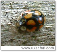 10-Spot Ladybird - Photo  Copyright 2004 Gary Bradley