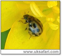 16-Spot Ladybird - Photo  Copyright 2004 Gary Bradley